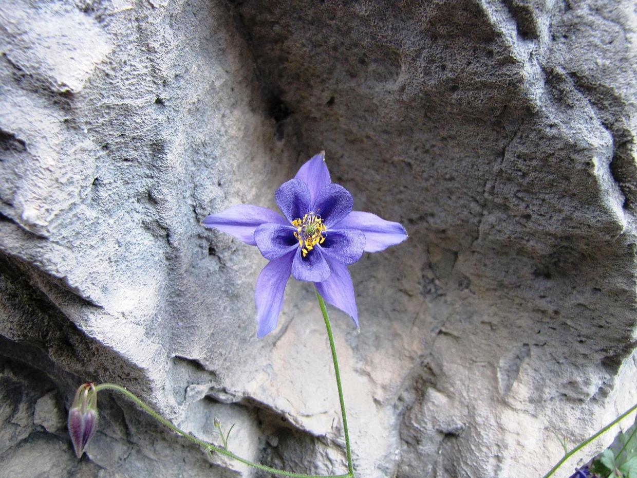 Le rupi fiorite del Garda